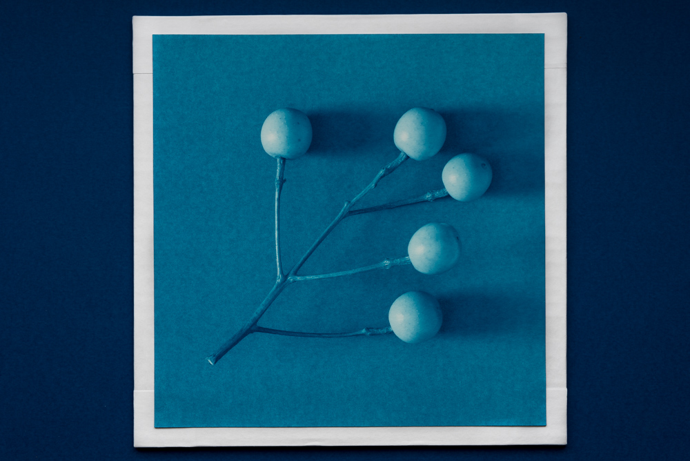 5 fruits in cyanotype